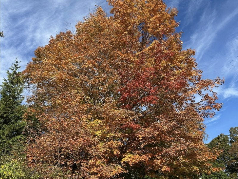 Fall Foliage